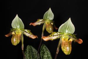 Paphiopedilum venustum