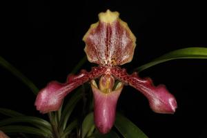 Paphiopedilum hirsutissimum