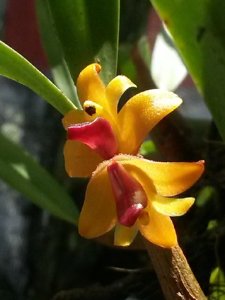 Strongyleria leiophylla