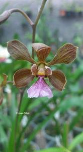 Encyclia hanburyi