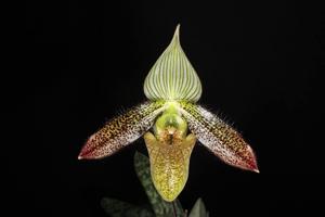 Paphiopedilum wardii