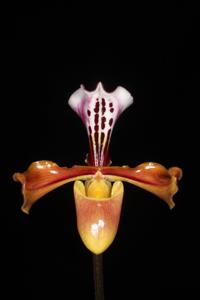 Paphiopedilum gratrixianum