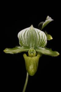 Paphiopedilum lawrenceanum