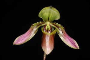 Paphiopedilum bullenianum var. bullenianum