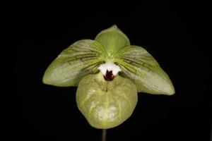 Paphiopedilum malipoense