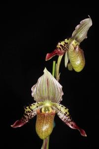 Paphiopedilum argus