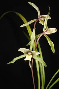 Cymbidium kanran