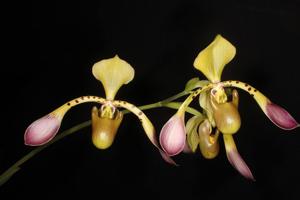 Paphiopedilum lowii