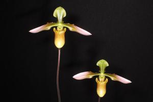 Paphiopedilum appletonianum