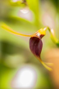 Masdevallia deceptrix