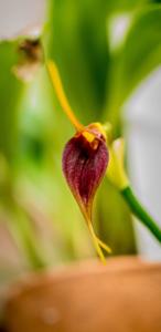 Masdevallia deceptrix