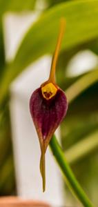 Masdevallia deceptrix