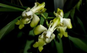 Vanda denisoniana