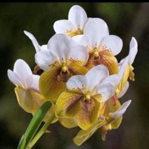 Vanda sanderiana