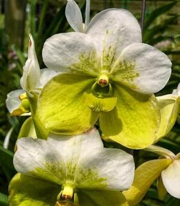 Vanda sanderiana