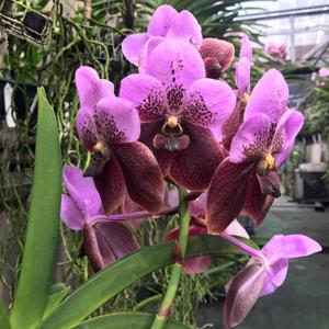 Vanda sanderiana