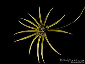Bulbophyllum makoyanum