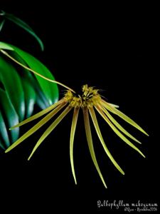 Bulbophyllum makoyanum