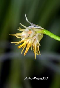 Bulbophyllum odoratissimum