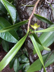 Orleanesia amazonica