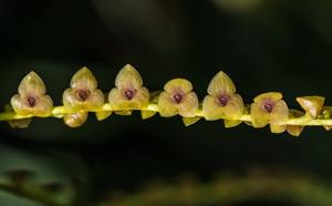Stelis grandiflora
