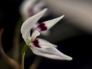 Pleurothallis aspergillum