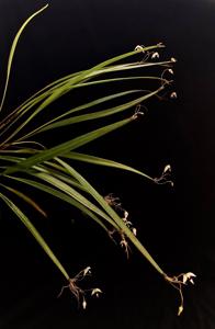 Pleurothallis aspergillum