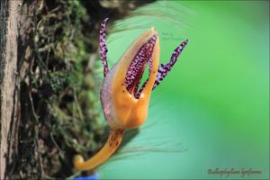 Bulbophyllum lyriforme