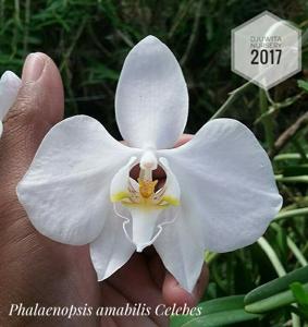 Phalaenopsis amabilis