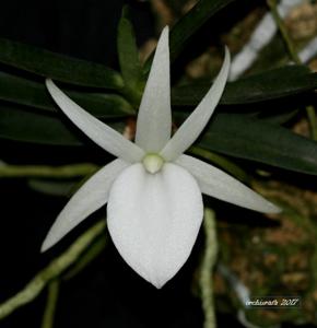 Angraecum didieri