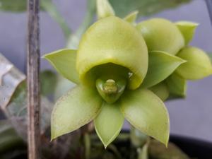 Catasetum schunkei
