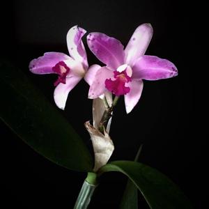 Cattleya amethystoglossa