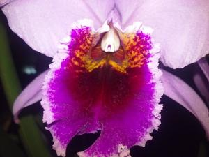 Cattleya percivaliana