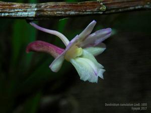 Dendrobium cumulatum