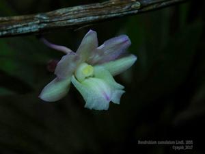 Dendrobium cumulatum