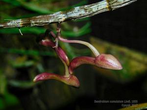 Dendrobium cumulatum