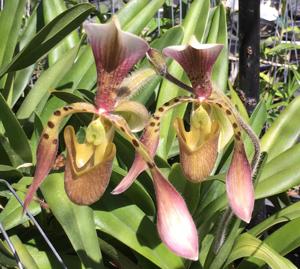 Paphiopedilum haynaldianum