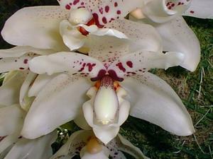 Stanhopea martiana