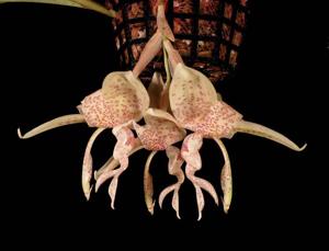 Stanhopea haseloffiana