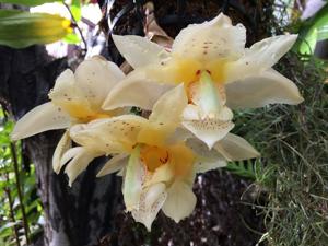 Stanhopea gibbosa