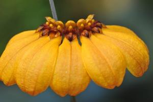 Bulbophyllum mastersianum