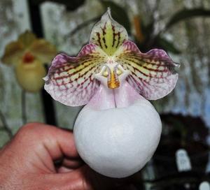 Paphiopedilum micranthum