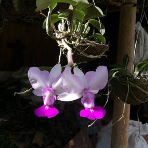 Cattleya walkeriana