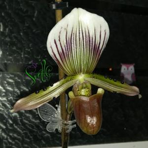 Paphiopedilum lawrenceanum