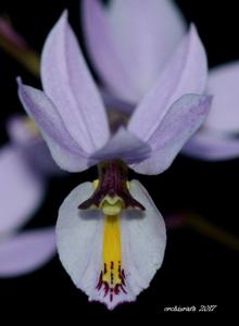 Barkeria melanocaulon