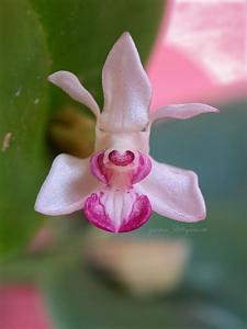 Dendrobium versteegii