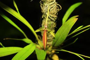 Bulbophyllum scaphioglossum