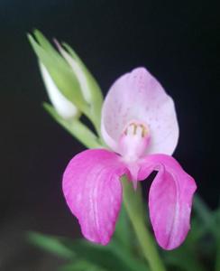 Disa tripetaloides