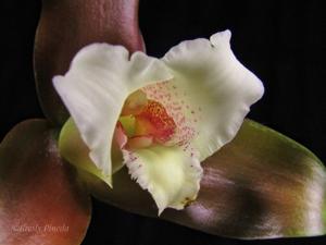 Lycaste measuresiana