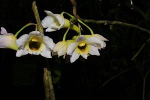 Dendrobium phillipsii